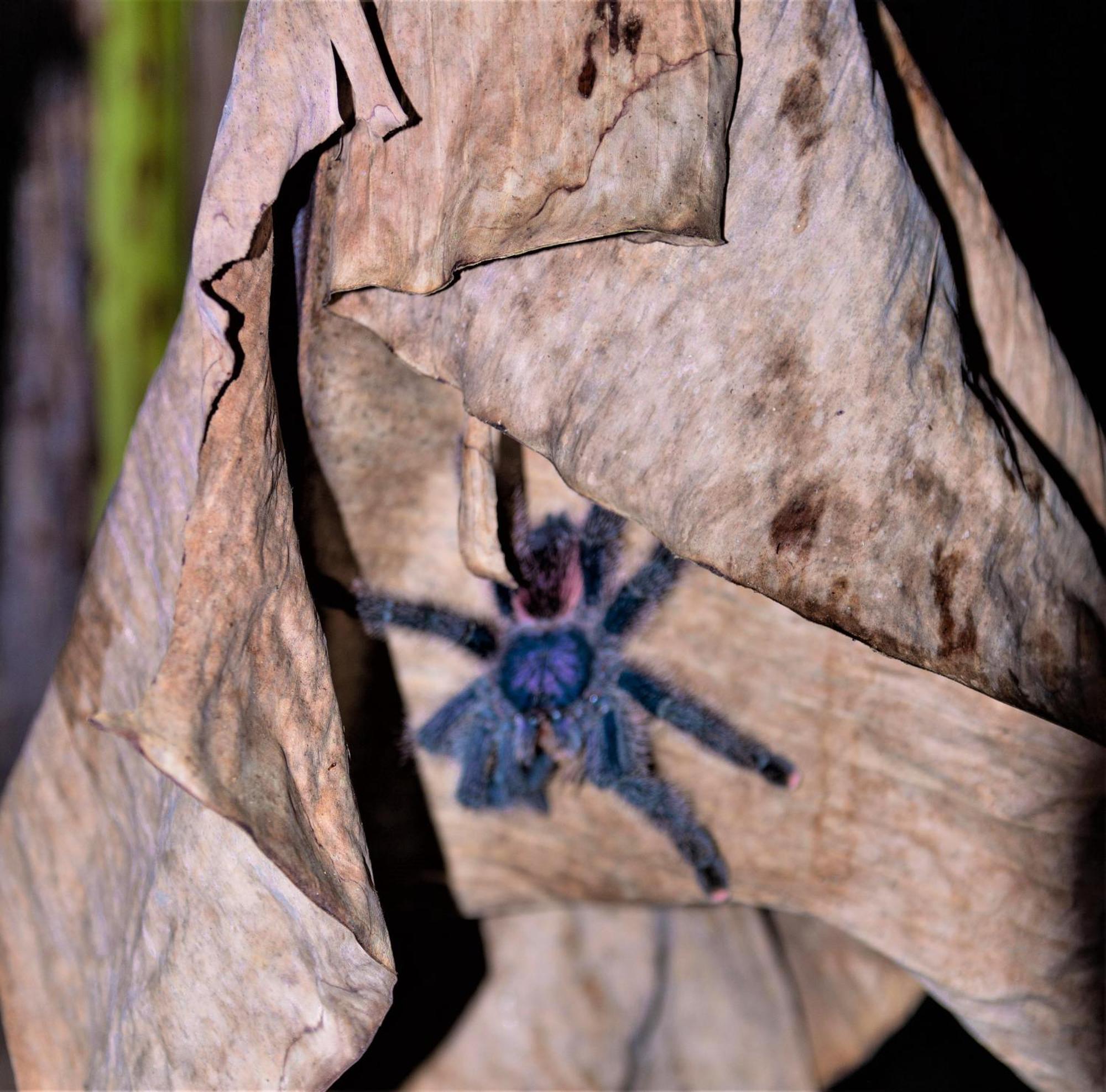 Avatar Amazon Lodge & Canopy Park Santa Teresa  Bagian luar foto